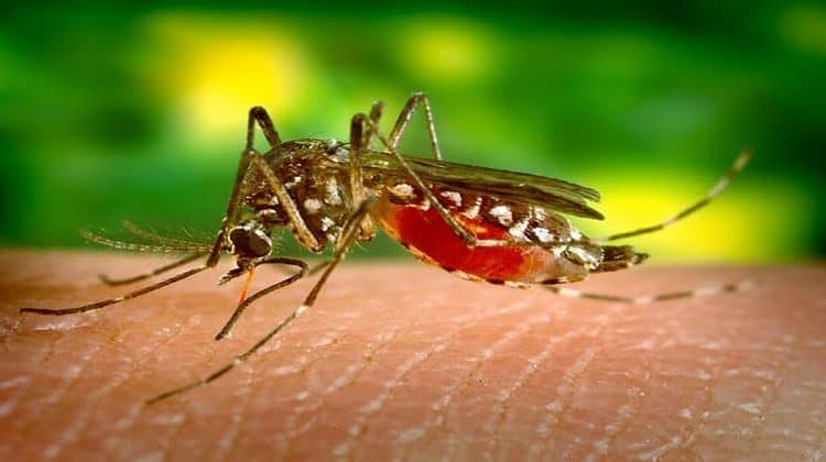डेंगू बुखार के उपचार / Dengue fever treatment