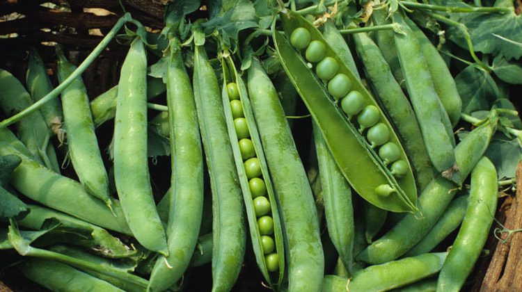 हरी मटर खाने के 7 फायदे / 7 Benefits of eating green peas