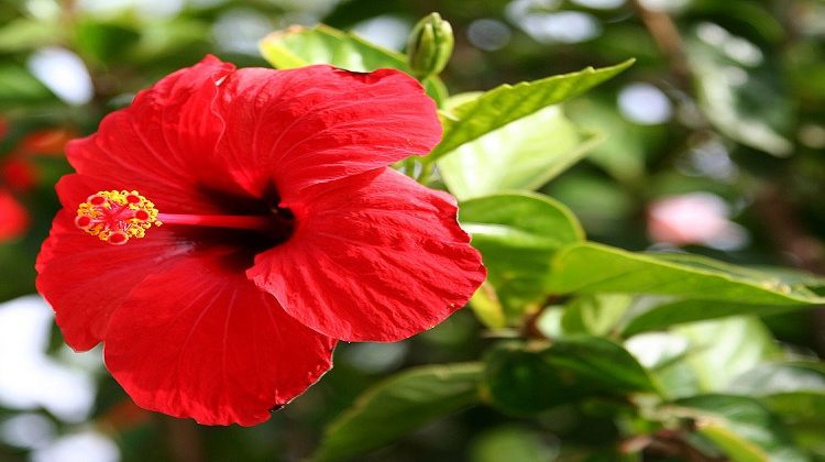 इन फूलों  के सेवन से होग लाभ / Hog Benefits By Using These Flowers
