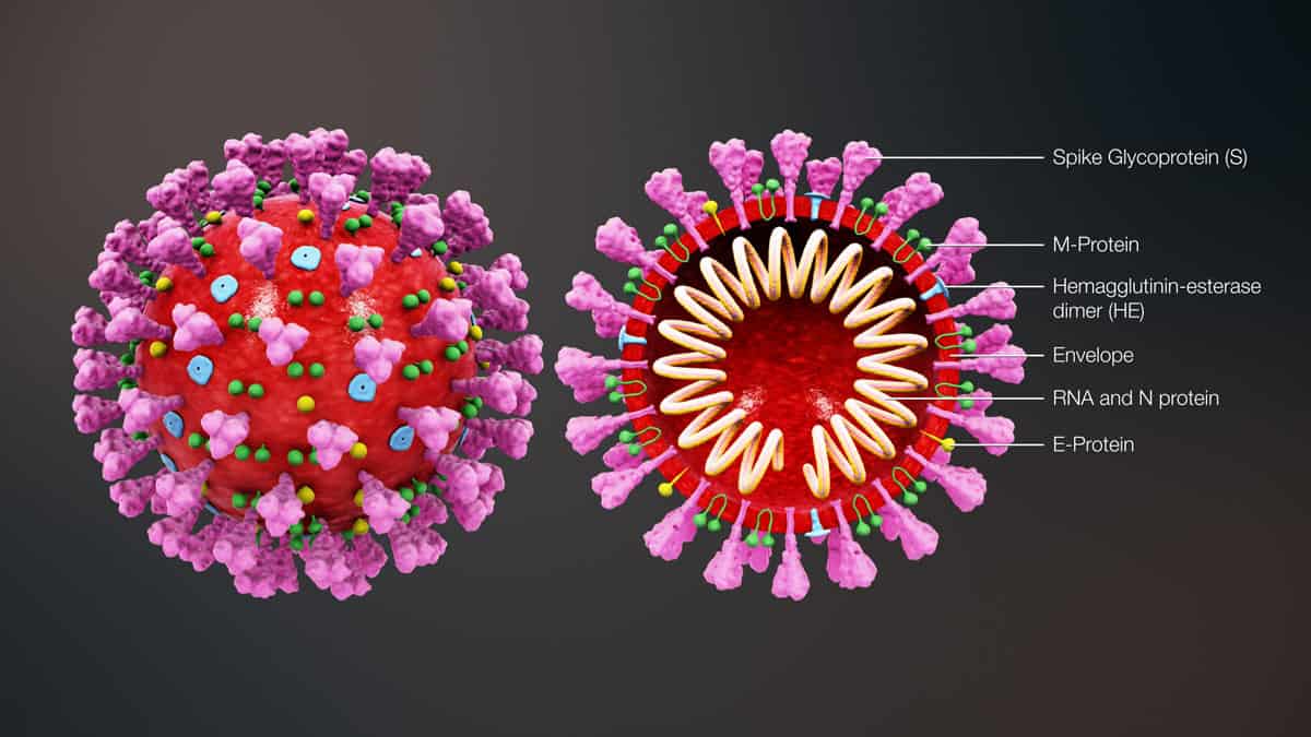 Corona Virus